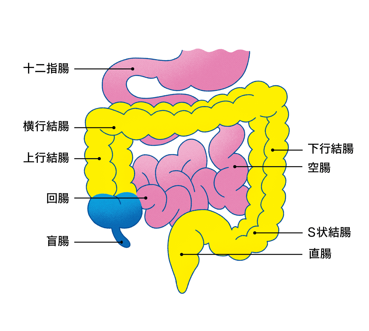 小腸・大腸の名称とイラスト