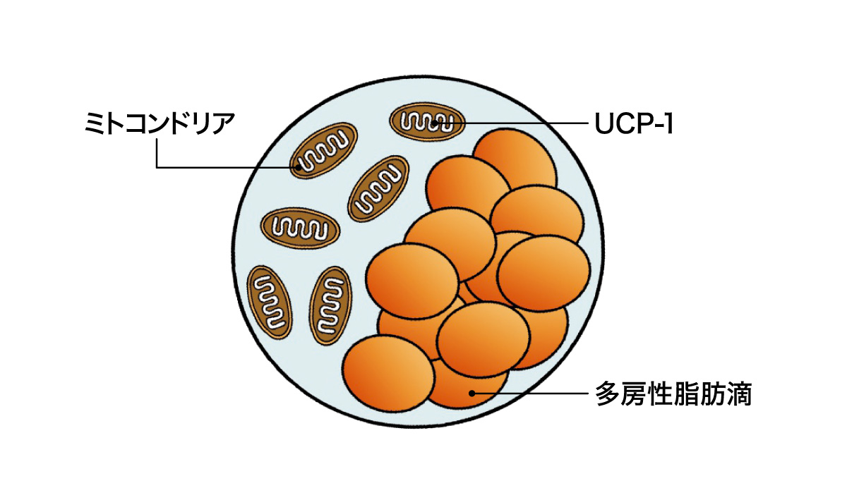脂肪を消費する褐色脂肪細胞の構造