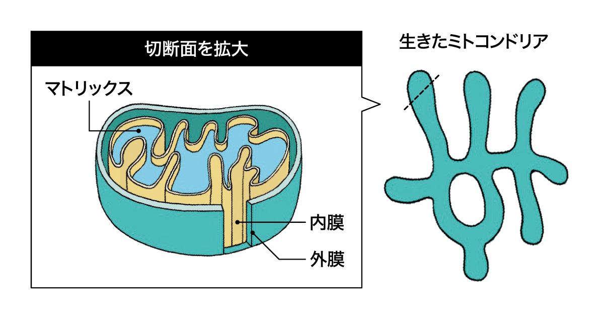 エネルギー産生工場、ミトコンドリアの構造