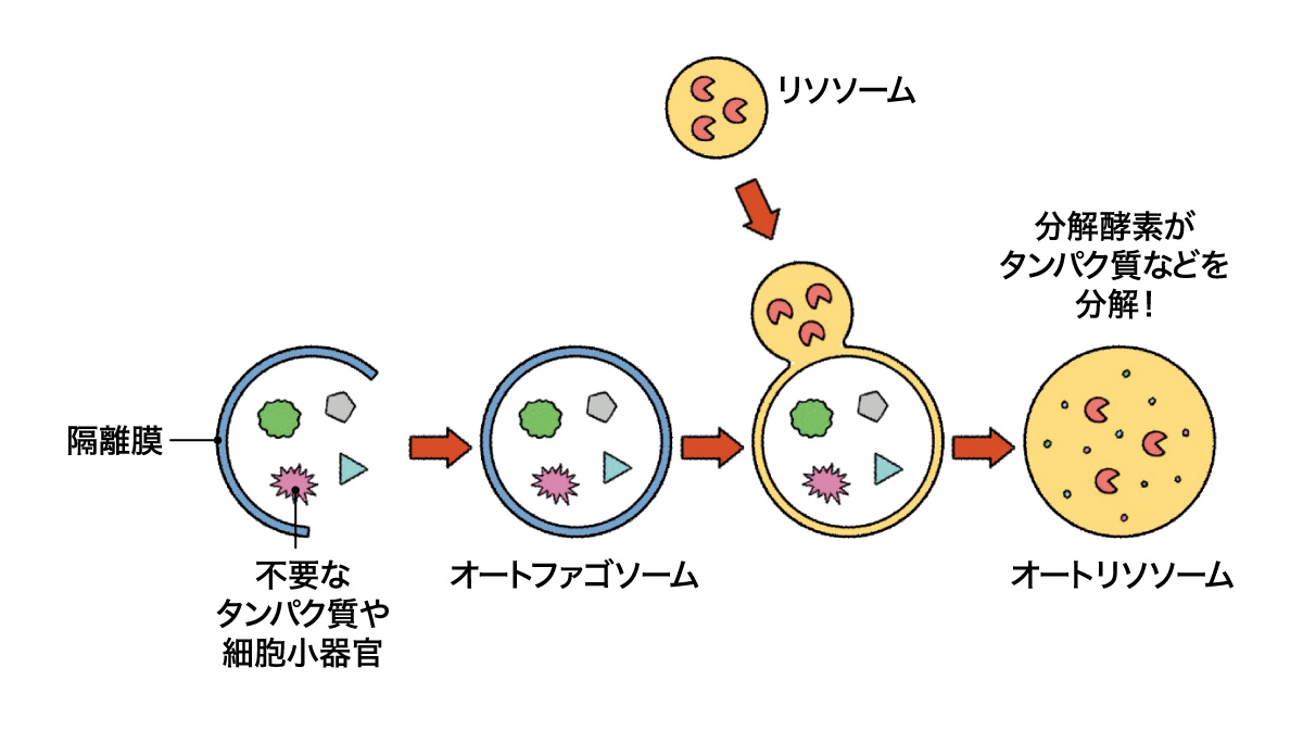 オートファジーの主なメカニズムを表した図
