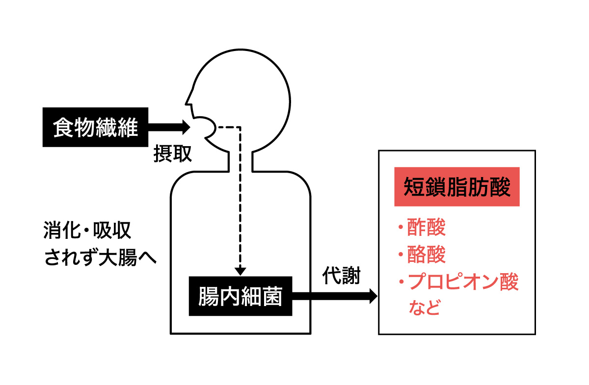 短鎖脂肪酸の働きを表した図