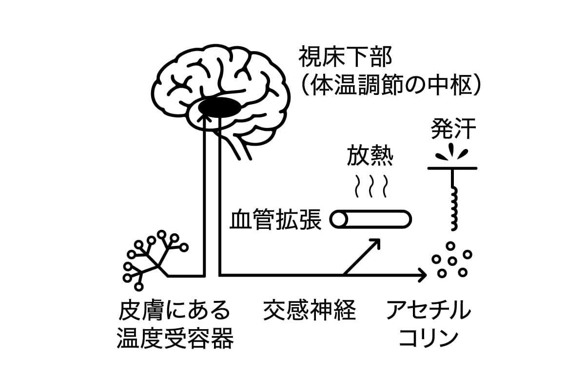 体温を一定に保つカラダの仕組みを示したイラスト
