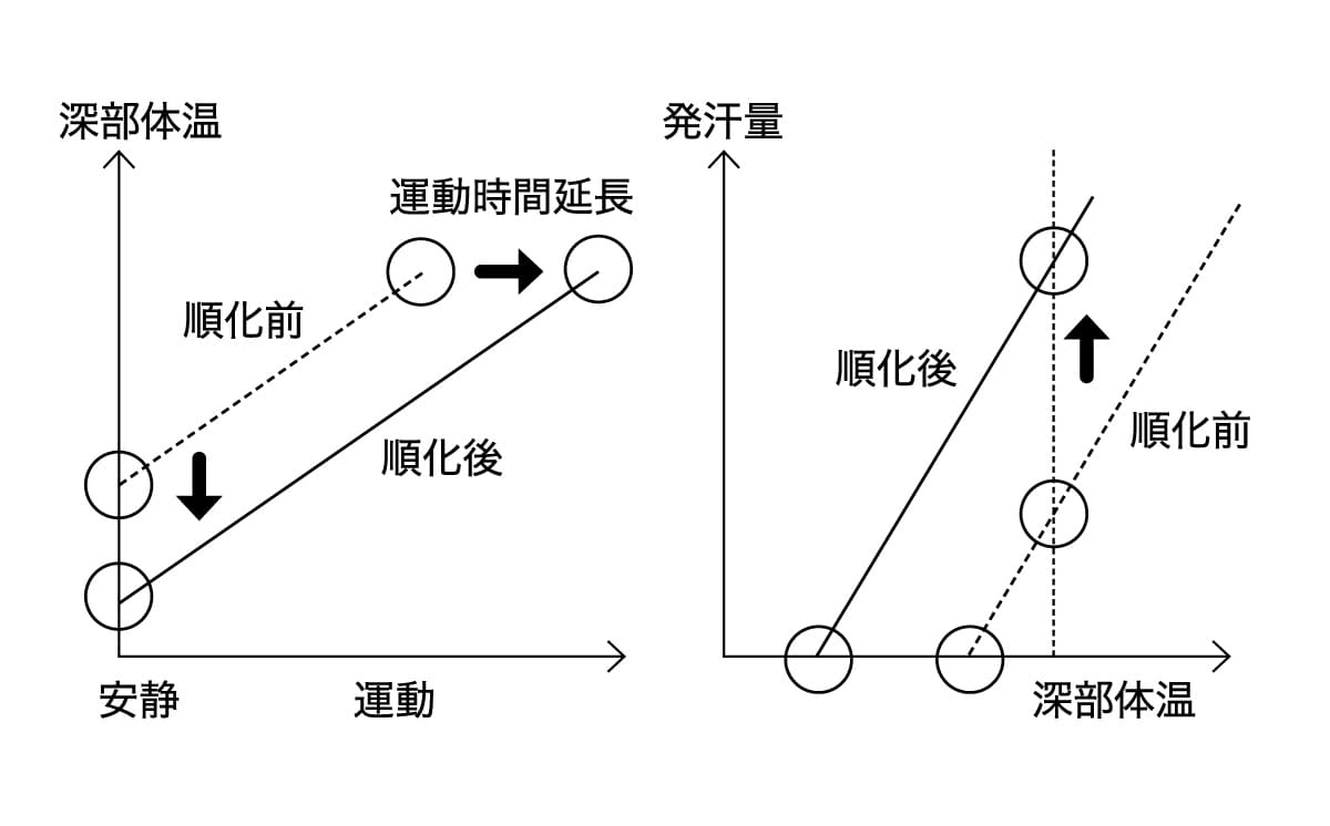 暑熱順化によるカラダの変化を表したグラフ