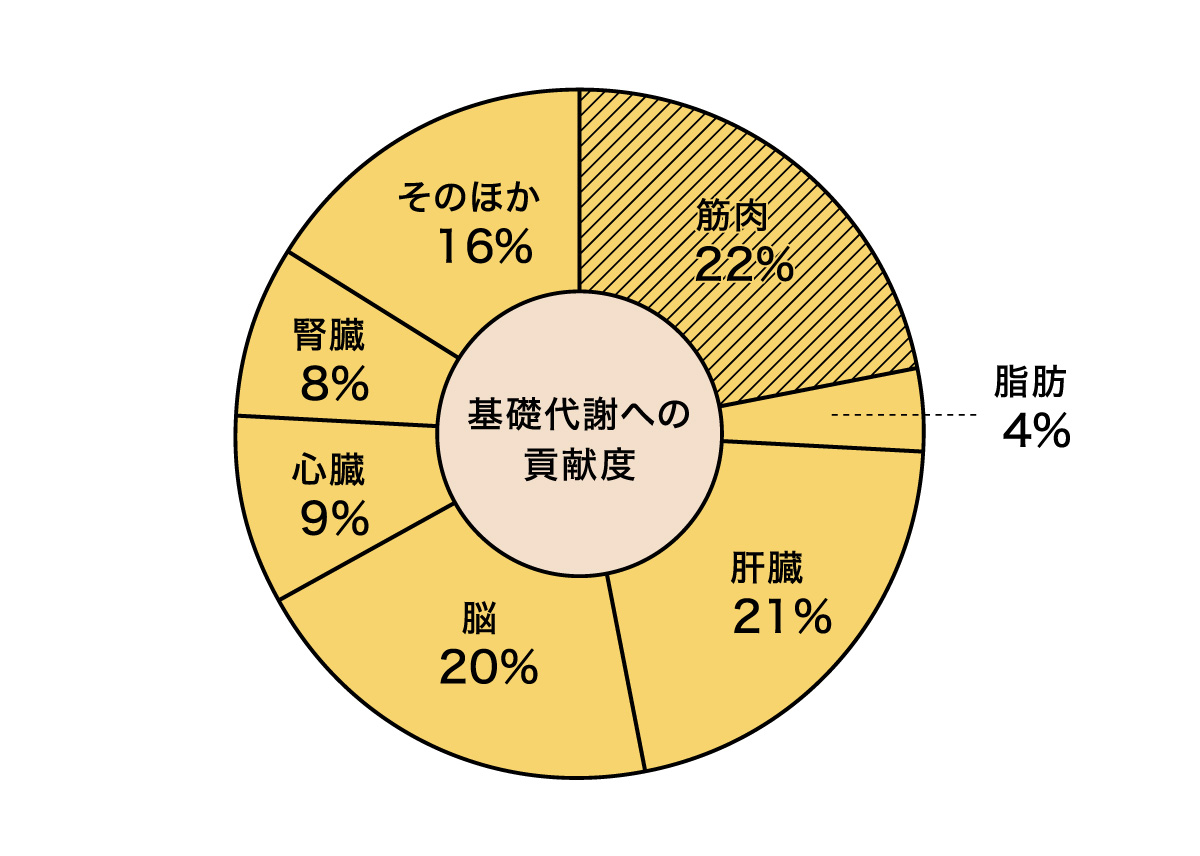 各臓器や組織が消費するエネルギーが基礎代謝量中に占める割合の円グラフ