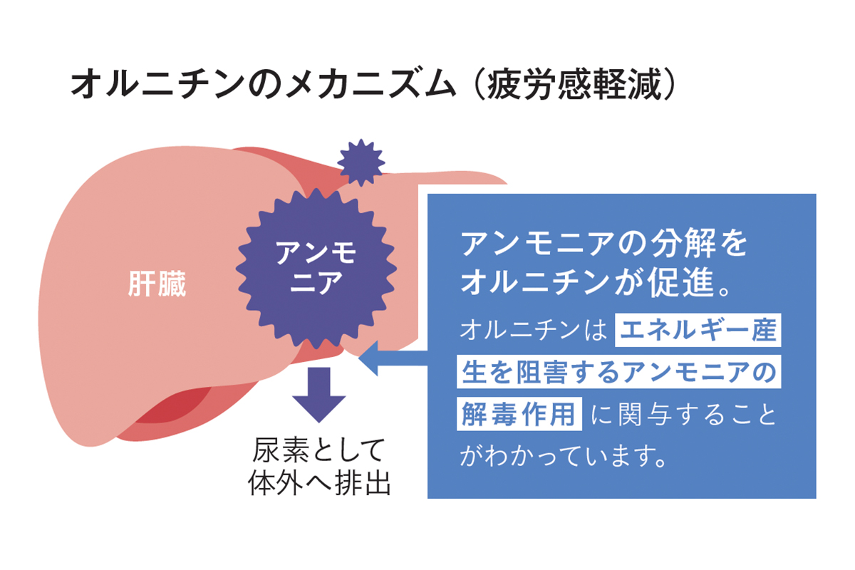 オルニチンのメカニズムイメージ