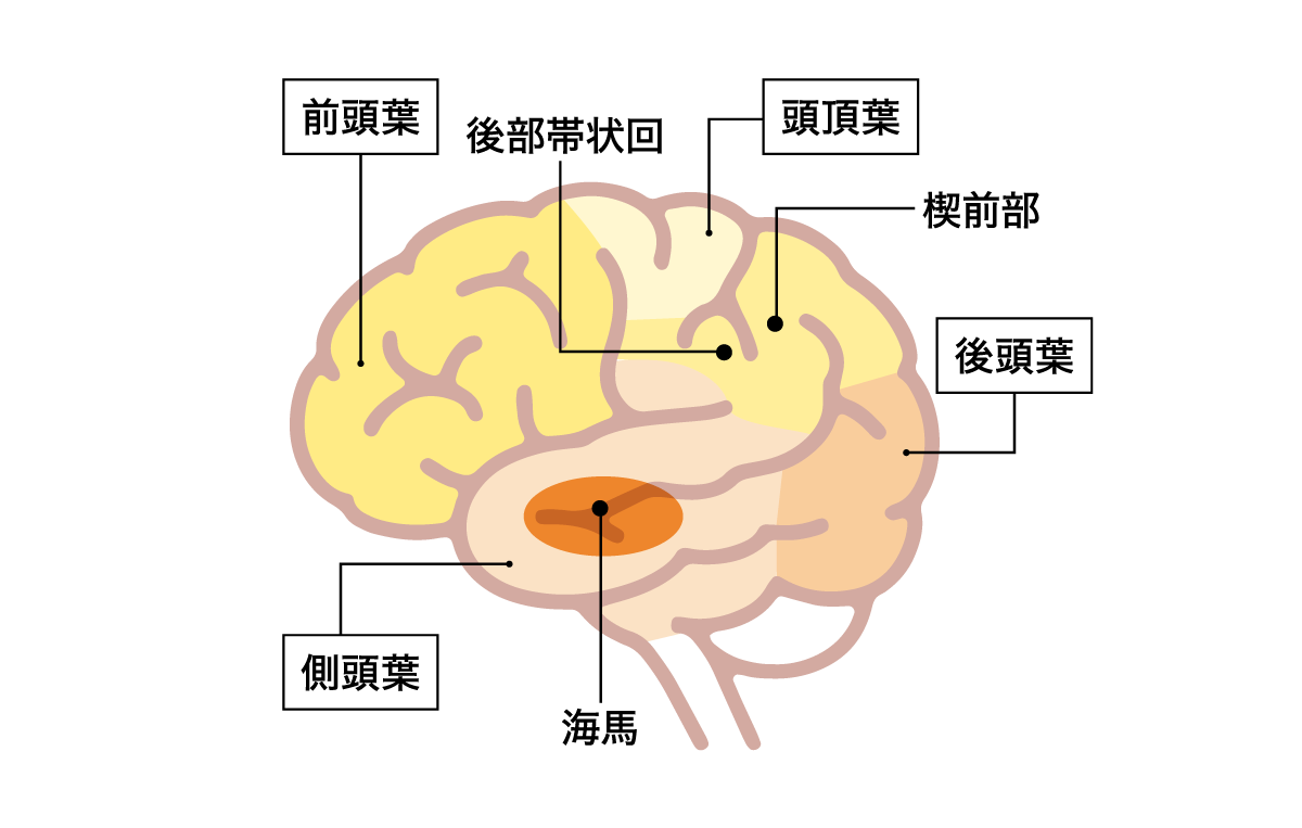 認知症と血液の深い関係を表すため脳内の名称のイラスト