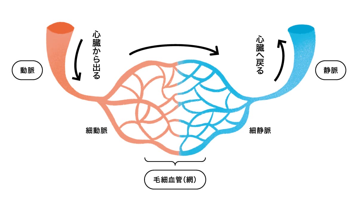 心臓から押し出された血液の通り道、血管のイメージ図