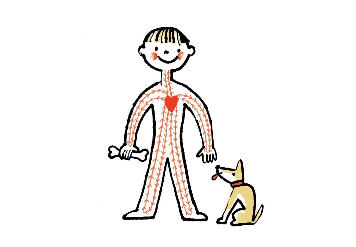 犬と人間:心臓から血液が身体をめぐっている様子
