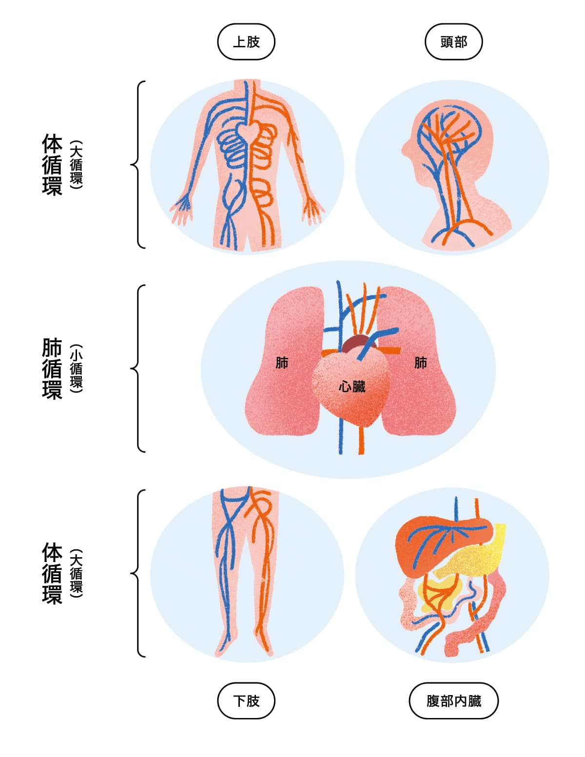 血管には大小の循環ルートを表した体内のイラスト
