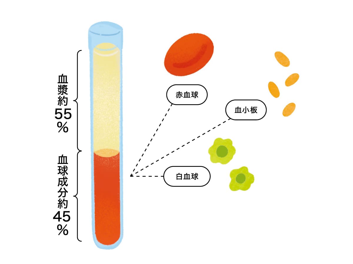 血液の成分のイラスト