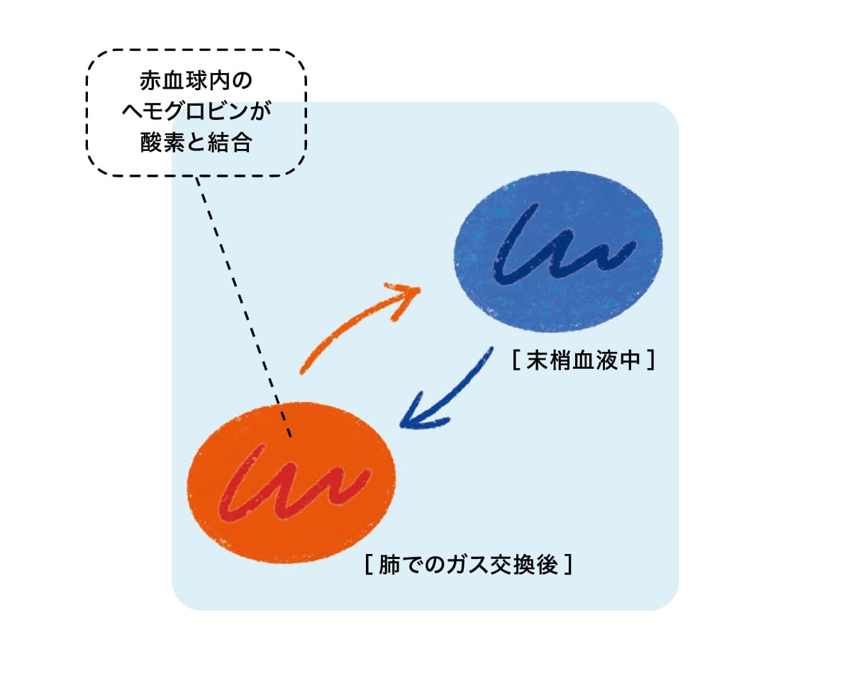 酸素・栄養素の運搬の様子