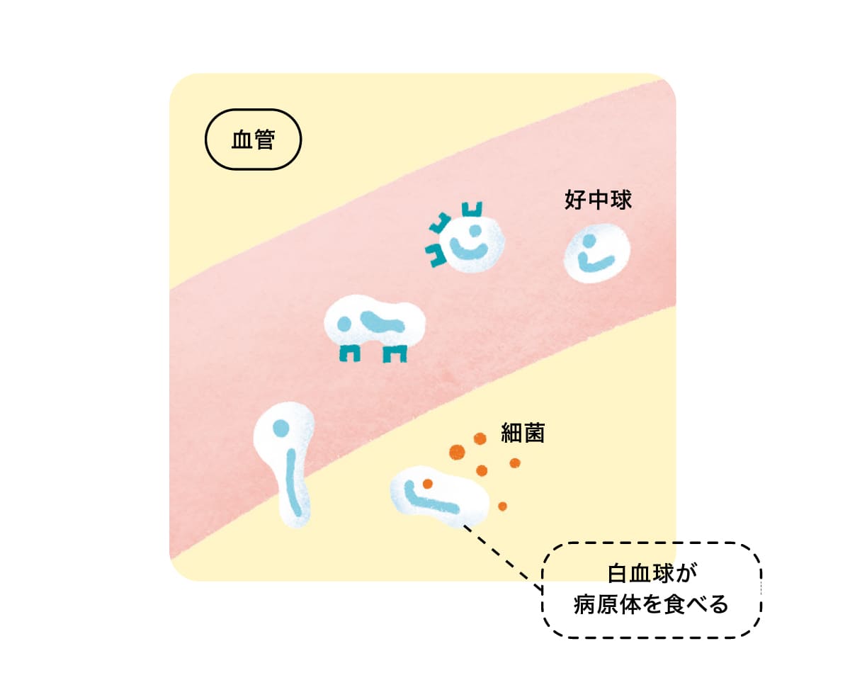 生体防御の様子