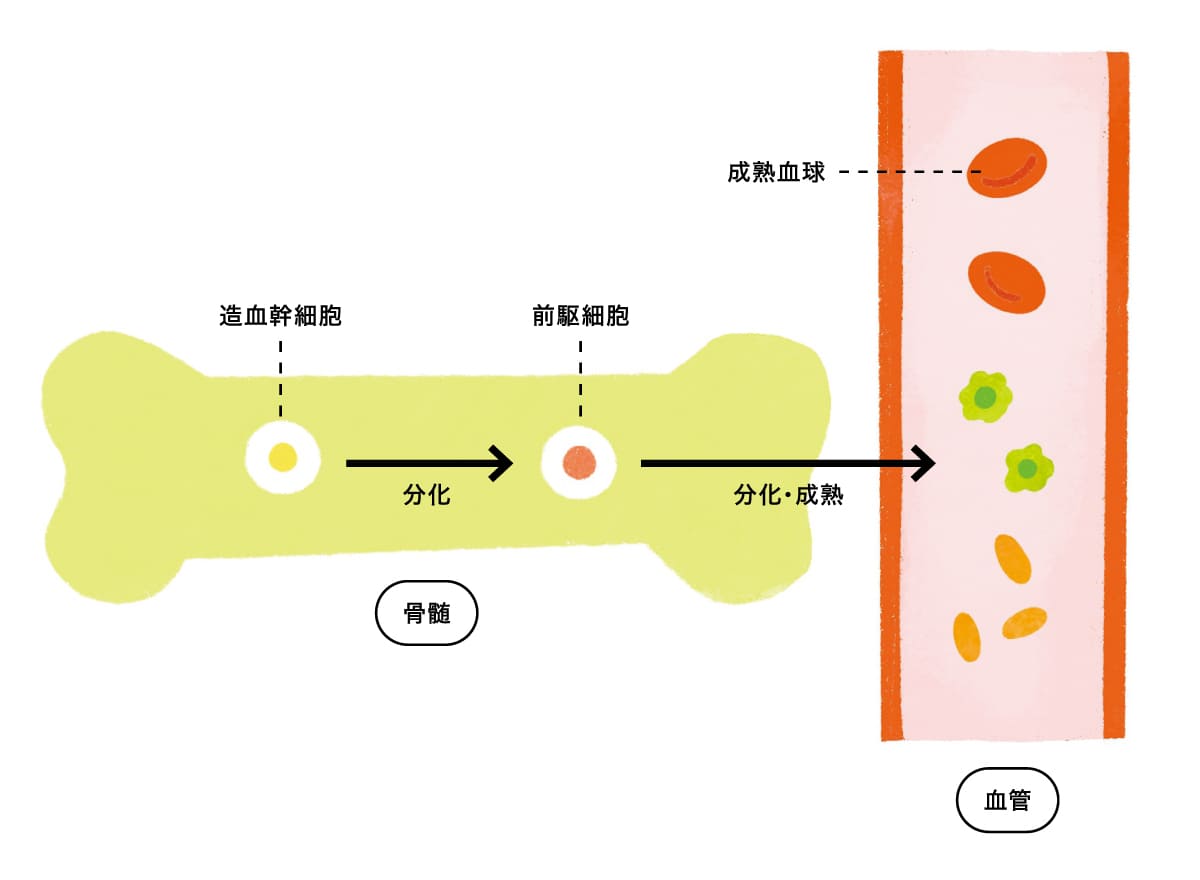 骨髄で作られた造血幹細胞が赤血球、白血球、血小板それぞれの前駆細胞に分化した様子