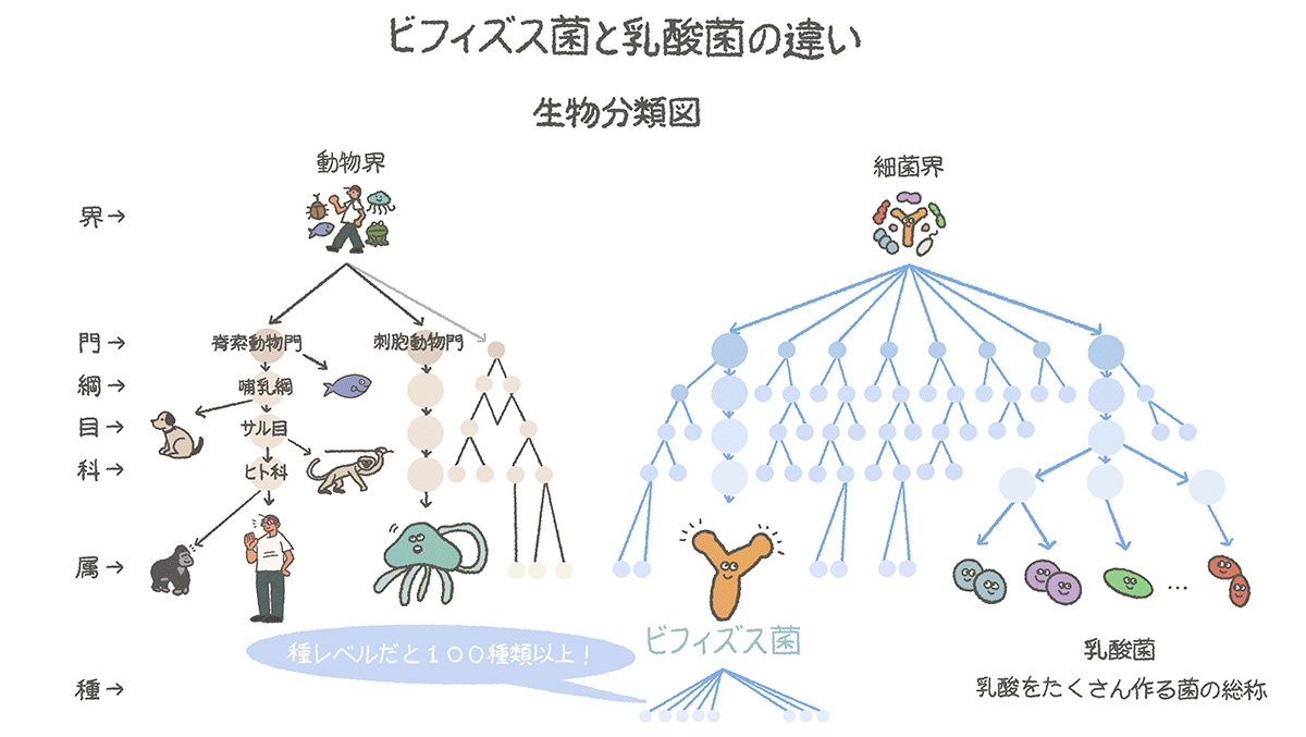 ビフィズス菌と乳酸菌の違いの図解