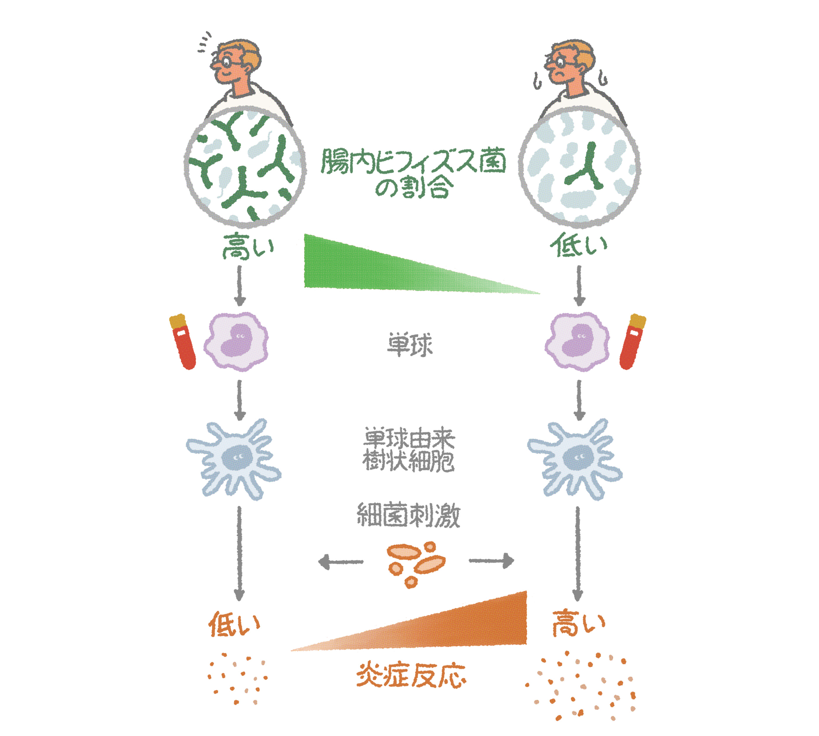 腸内ビフィズス菌の割合に応じた免疫細胞と炎症反応の変化の図解