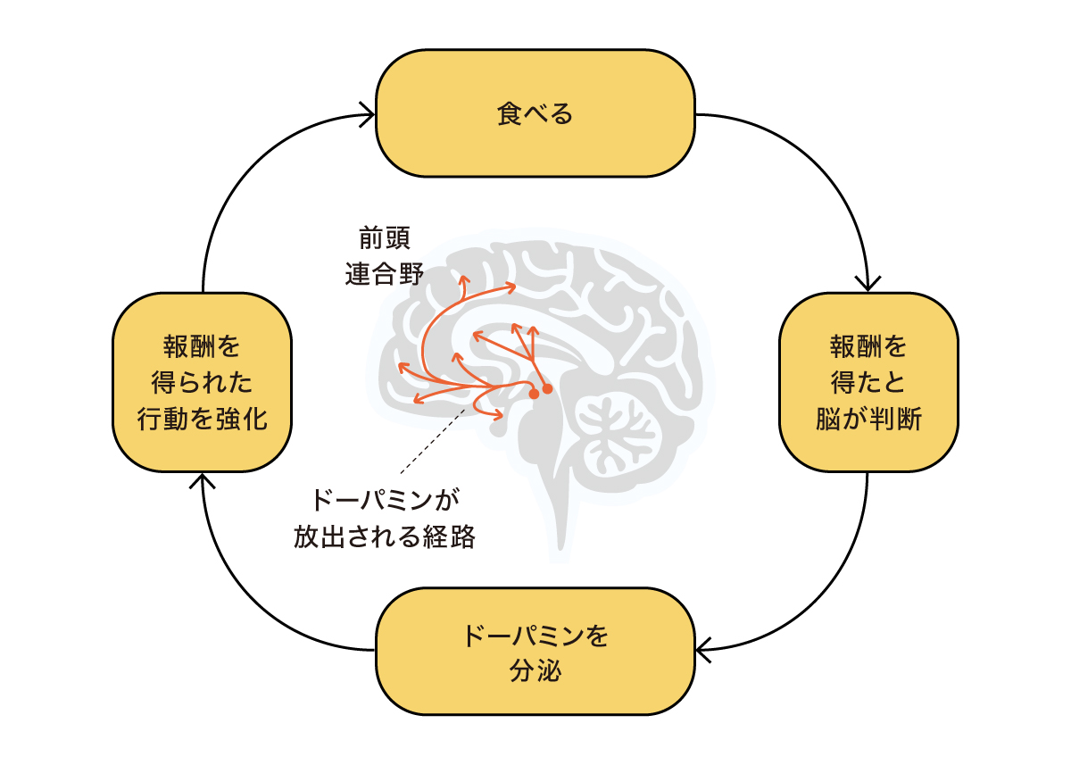 脳が特定の食べ物を報酬として学習する前頭連合野などの流れの図