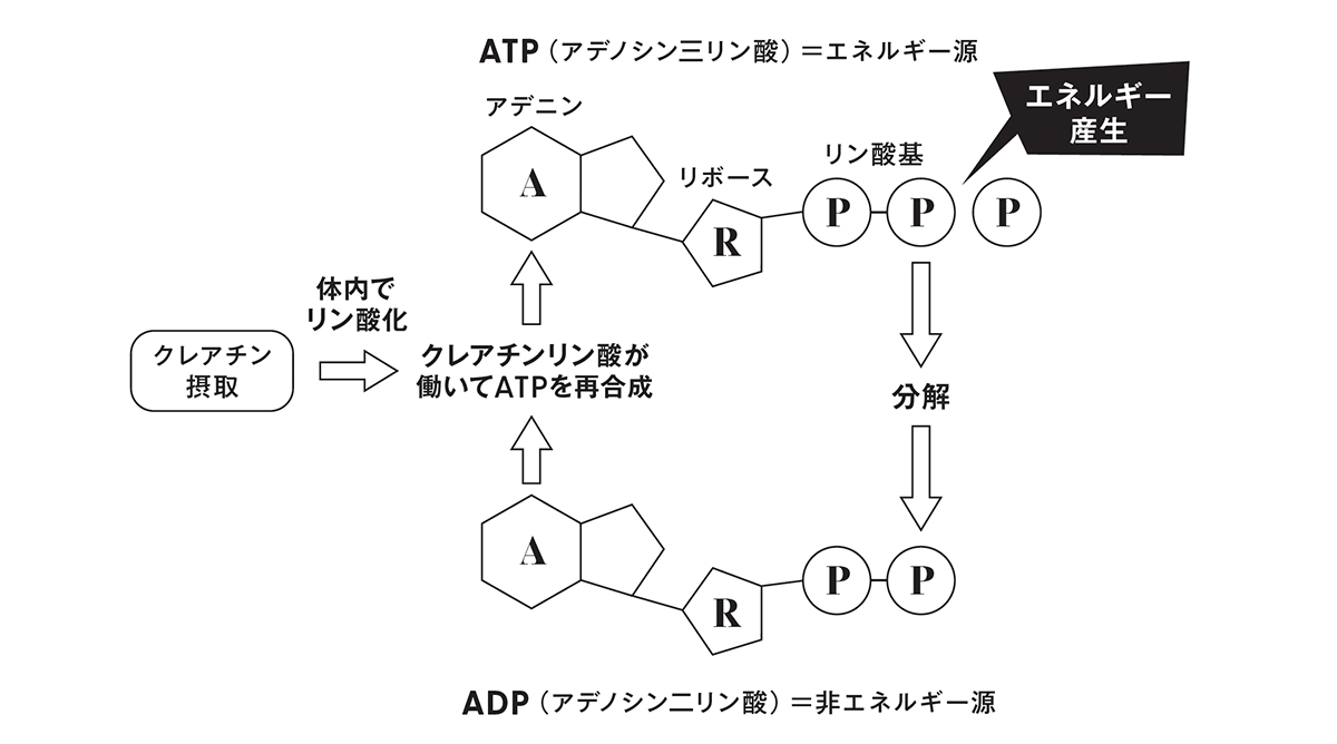 クレアチンがATPの再合成を助ける仕組みを表した図