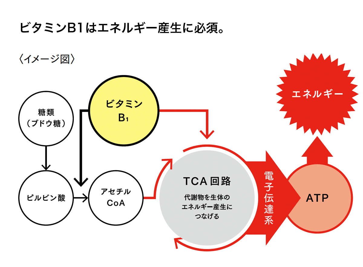 ビタミンB1の回路図