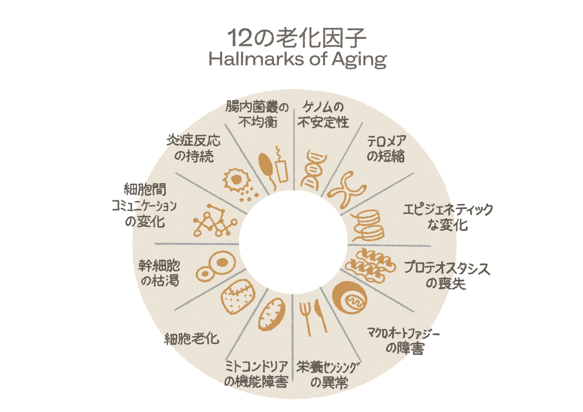 老化における12の因子（Hallmarks of Aging）の図解