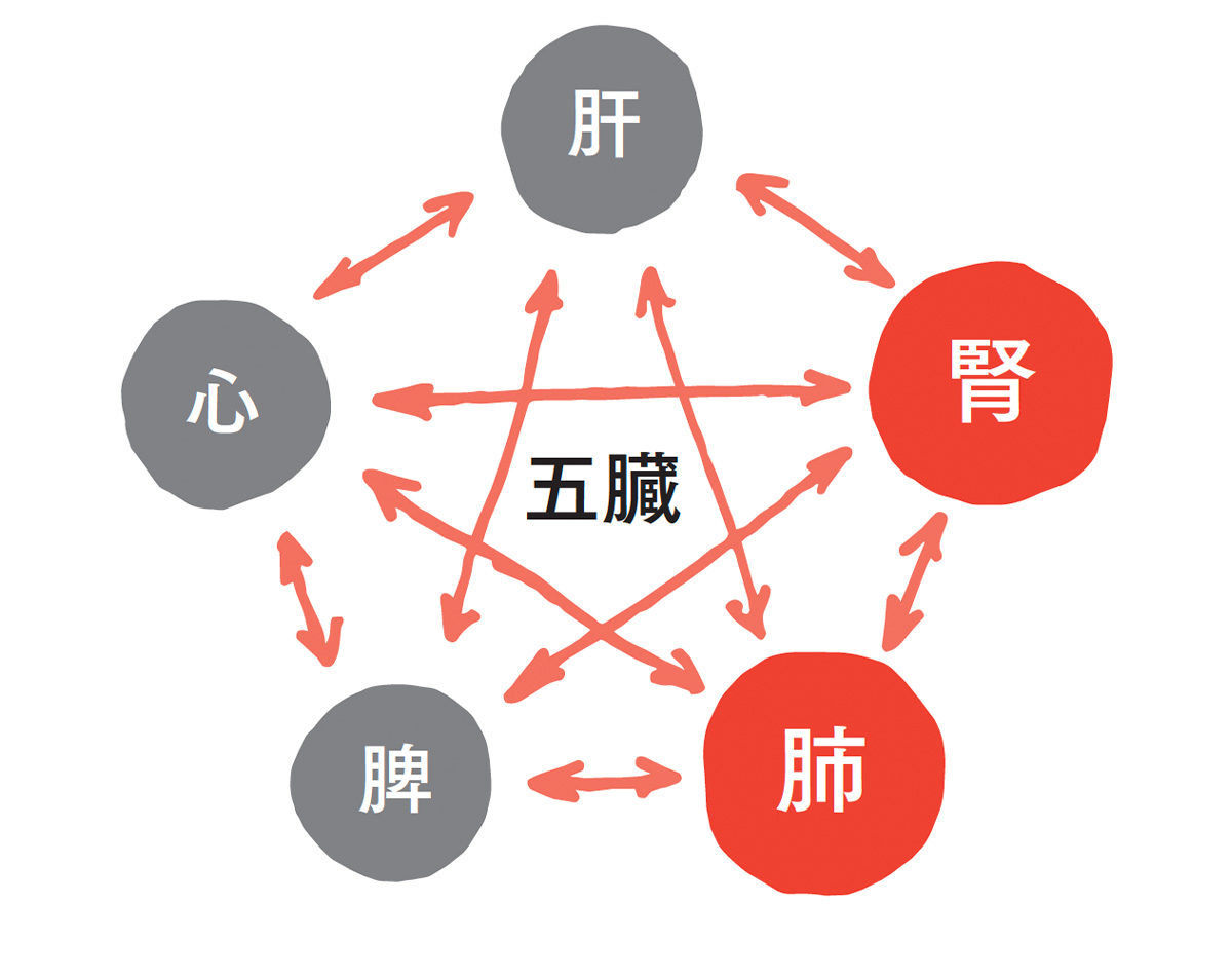 五臓：肝・心・脾・肺・腎の図