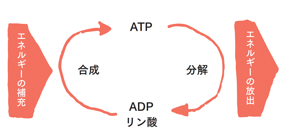 エネルギーの出納サイクルの図
