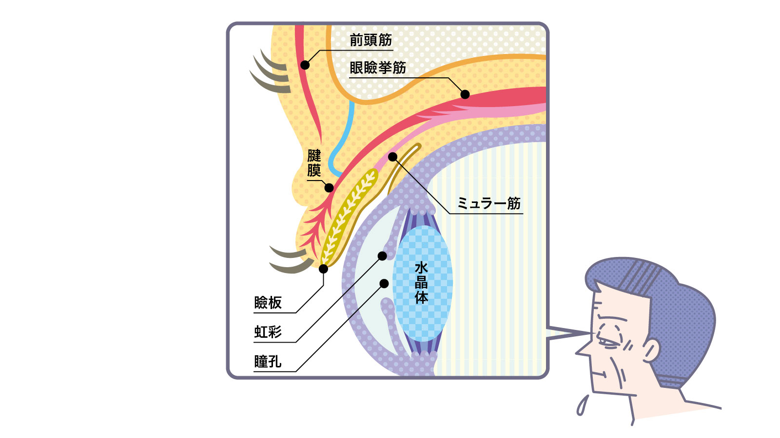 瞼は眼瞼挙筋、ミュラー筋、そして額を走る前頭筋によって見開かれる 説明 イラスト